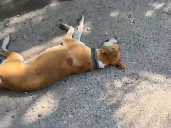 Mata de un balazo a perrito en Ciudad del Carmen